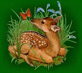 Fawn