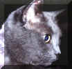FA_rayscat.jpg (10051 bytes)
