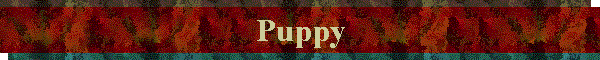 Puppy