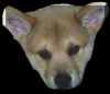 p_face8.jpg (15008 bytes)
