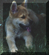 wpe58409.gif (52865 bytes)
