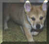puppy1.jpg (41212 bytes)