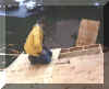 Dad&barn.jpg (32890 bytes)
