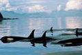 An Orca Pod