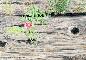 Beach Peas at Pebble Beach