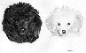 Pets 1