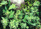 Mink Creek Ferns