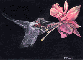 Hummingbird