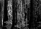Old Growth Forest