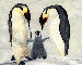 Penguins