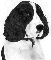 Springer Spaniel
