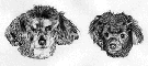 Pets 4
