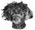 Pets 5