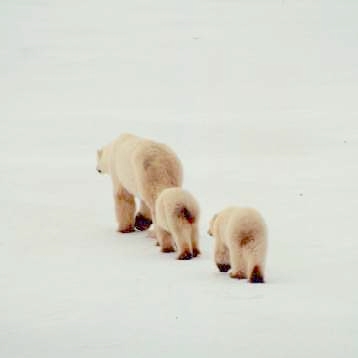 Bear Bum