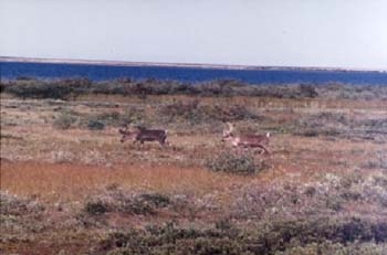 Caribou