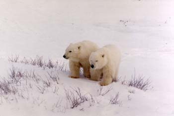 Cub Pair 2