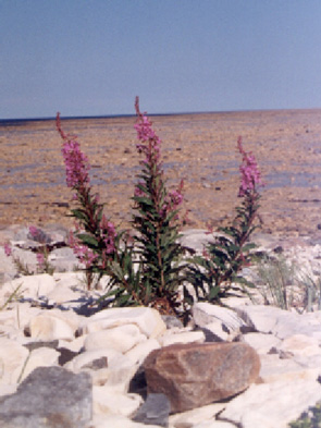Fireweed