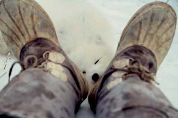 Fox Feet