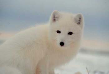 Fox Head