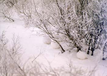 Ptarmigan in bush