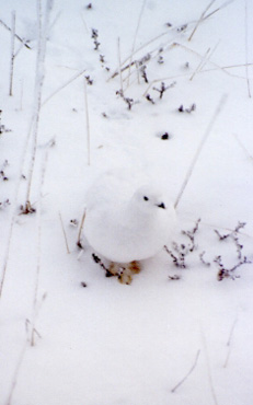 Ptarmigan