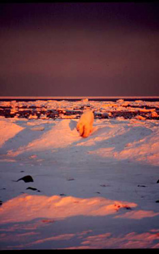 Red Bear