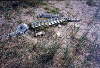 Skeleton
