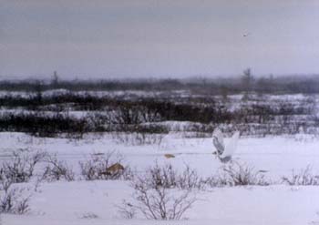 Snowy Owl