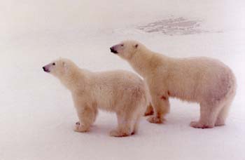 Two Bear