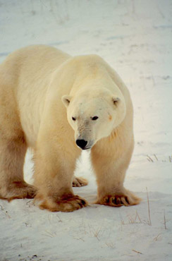 Waters Bear
