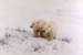 Cub Pair 2