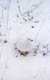 Ptarmigan