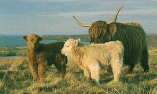 Scottish cattle 
