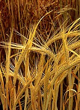 The Harvesting