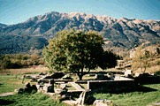An oak tree growing in the ruins of dodona temple in Italy where Zeus was once worshipped many centuries ago.