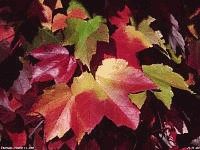 fall leaves