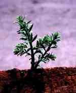redwood seedling
