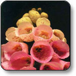 Foxglove produces digitalis used in medicine to treat heart patients