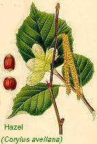 Hazel Identification Shot 10k 