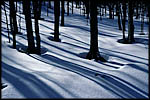 Winter Scene