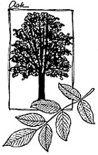 leaf closeup