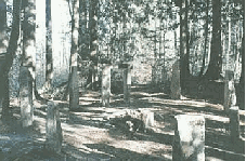 forest circle