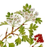 hawthorn 