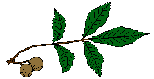 pignut hickory 