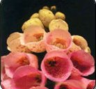 Digitalis