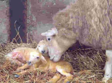 New Born Lambs