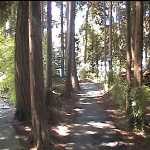 Forest in British Columbia