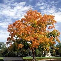 a tree in color at Carleton