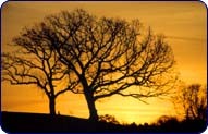 Sunset from the Arboretum