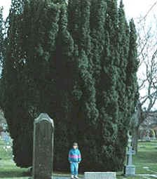a yew tree at a graveyard in Wales